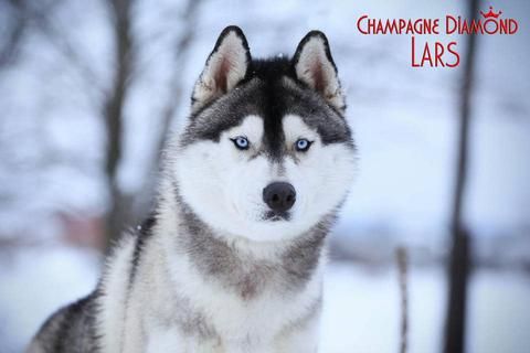 Photo of Champagne Diamond Lars