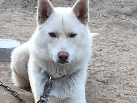 Photo of Shaytaan's Finn Shelby