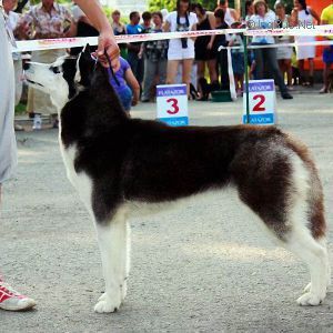 Photo of Husky Haven Kiss Of Butterfly