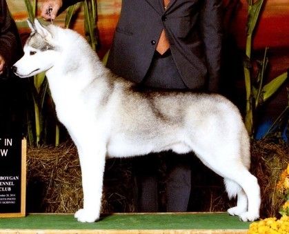 Photo of Ziemabora’s Strut Your Stuff