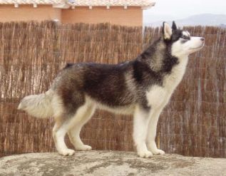 Photo of Ebonyshadow N Shapali’s Delila
