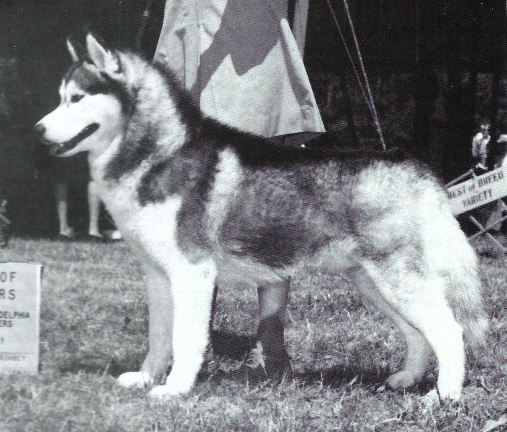 Photo of Sno-Fame Chuka’s Solo Odinok