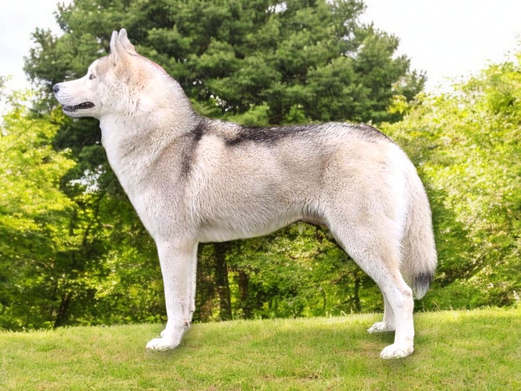 Photo of Anirniq Of Polar Moonlights