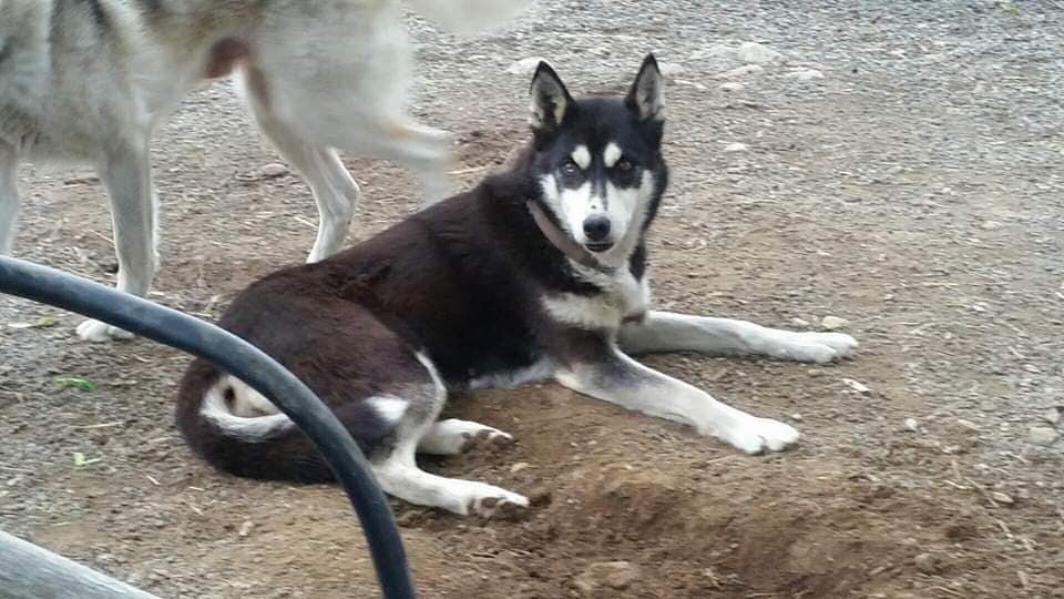 Photo of Kira (Norway- 2007)