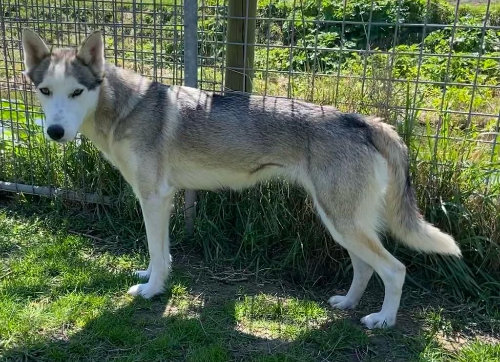 Photo of Lady Malyn Houston ab Canis Polaris