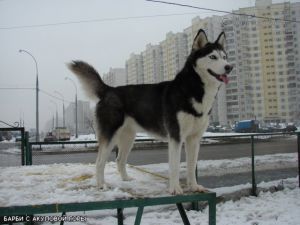 Photo of Barbi S Akulovoy Gory