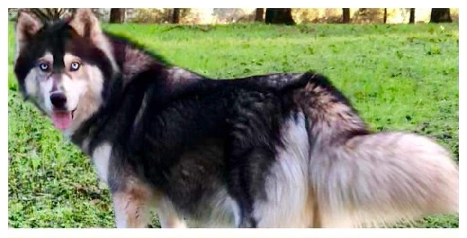 Photo of Harmony of Heavenly Huskies
