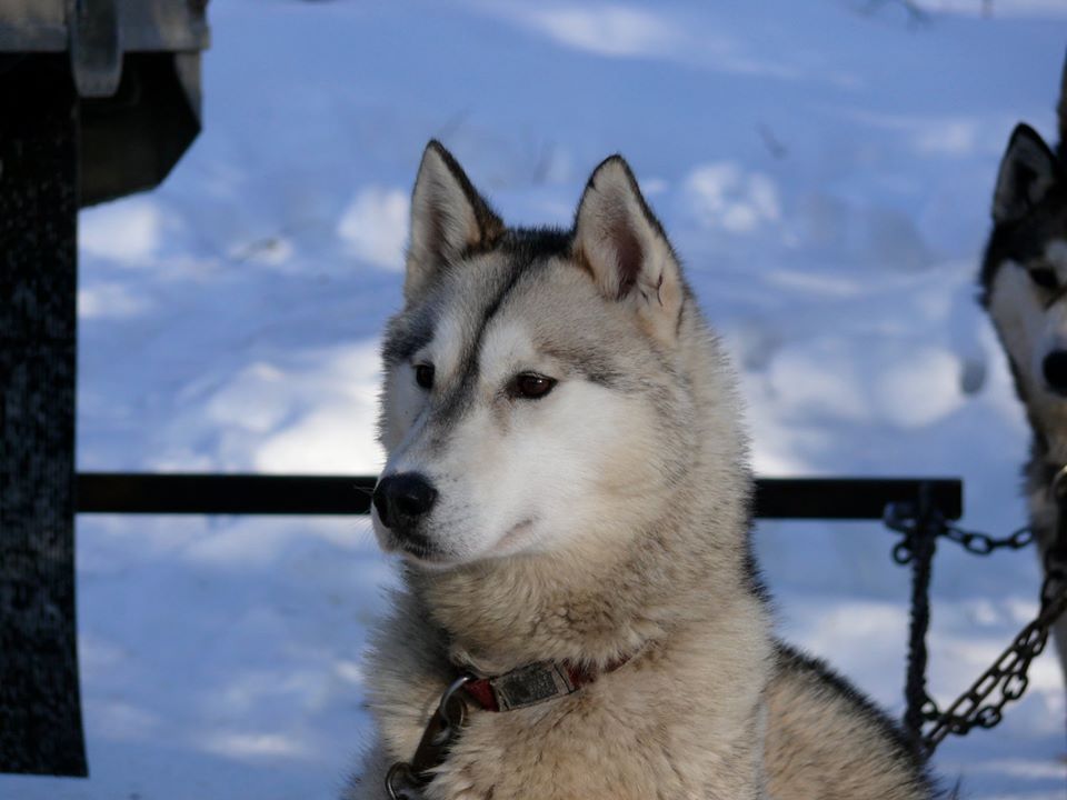Photo of Tsuga’s Harry Hood