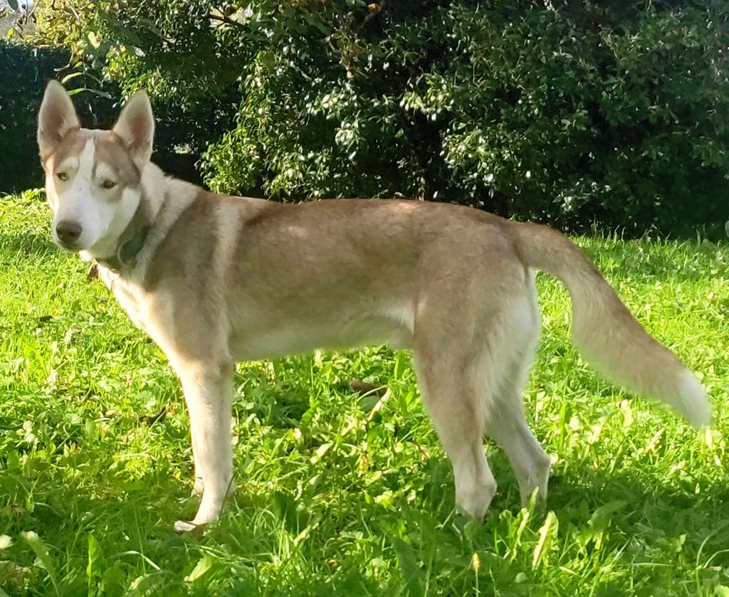 Photo of Durio's kennel B' Wilk