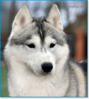 Photo of Husky Haven Elly May