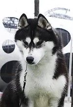 Photo of Juka Husky Ostrowya