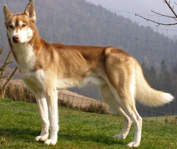 Photo of Reebook’s Gigantic Camelot Bugger