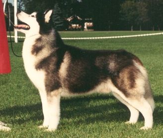 Photo of Aazar's Nordique Of Terried