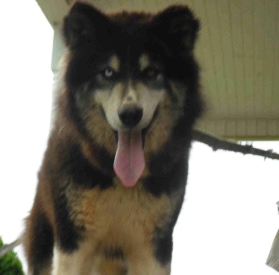 Photo of Amber’s Majestic Kodiak