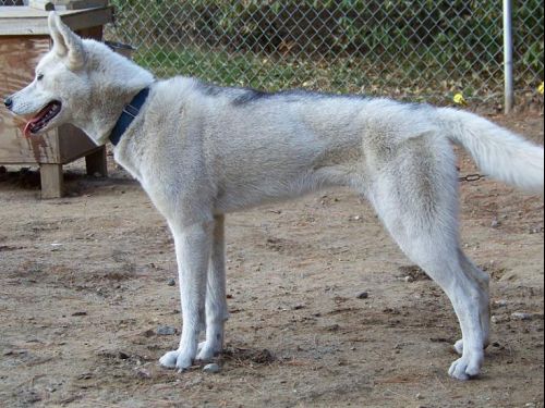 Photo of Kelim’s Anya Of Sibersong