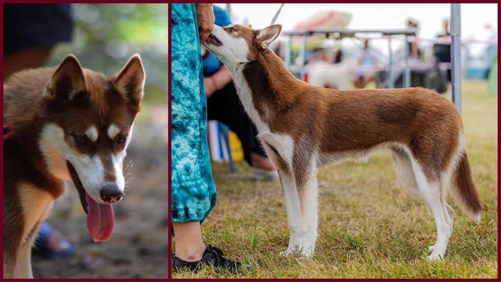 Photo of ARCTIC VIXEN Anana Amarok
