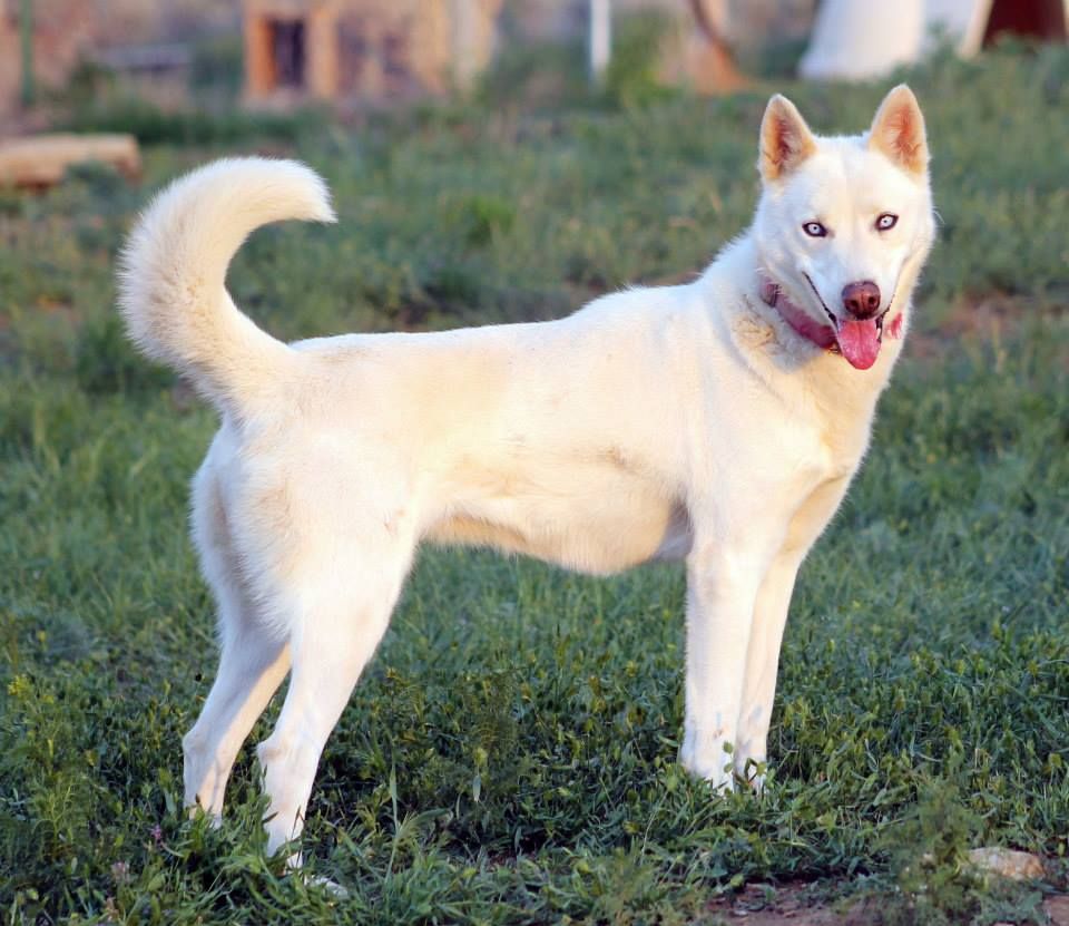 Photo of Deer Creek’s Isabelle