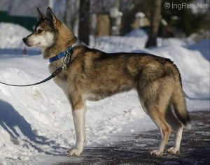 Photo of Sibersong’s Honey of Snow Shade
