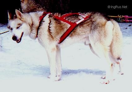 Photo of Kodiak’s Nebraska II