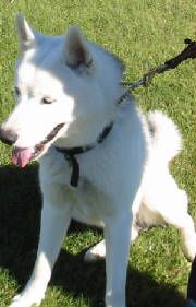 Photo of Sir Max Of Thiel
