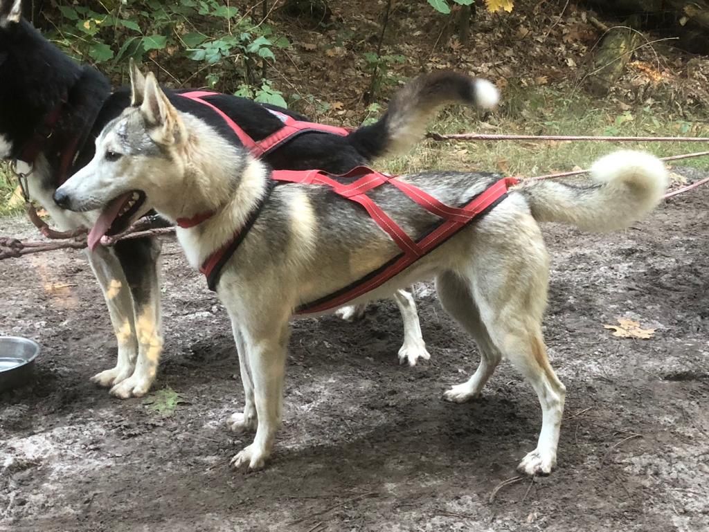 Photo of Ondego Kennel Chelsea