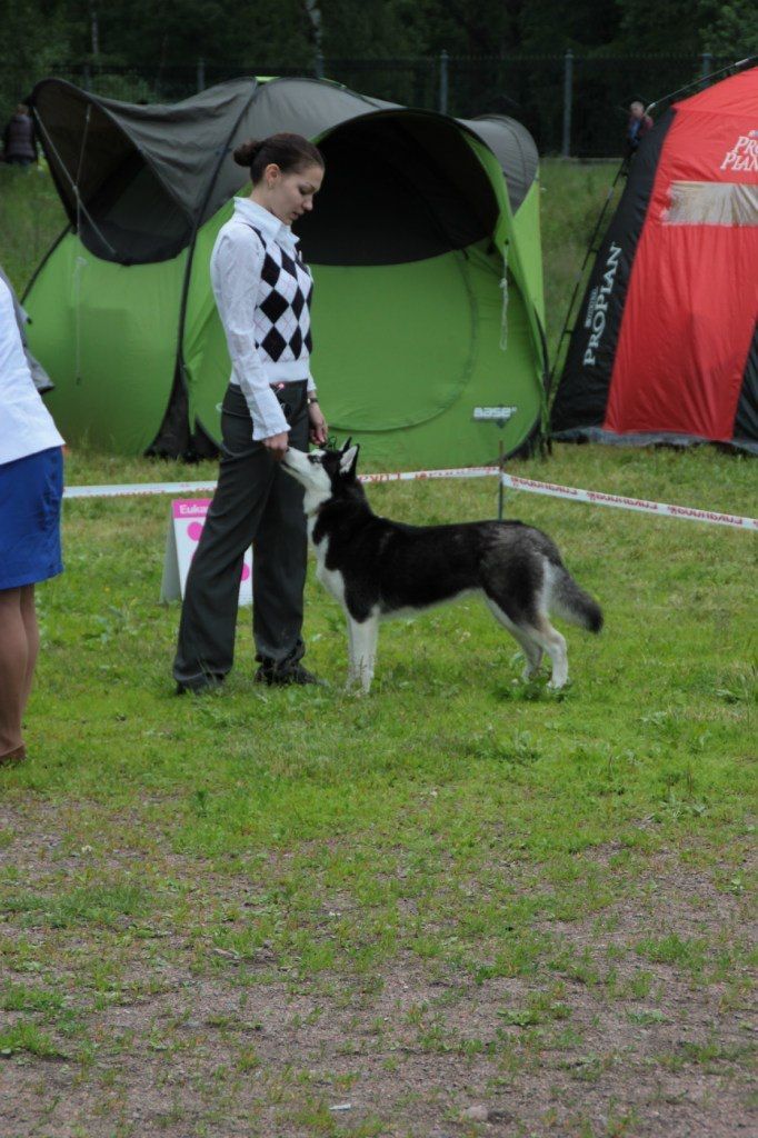 Photo of Olgivan Show Gilnich Dakota