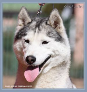 Photo of Foxfire African Dawn