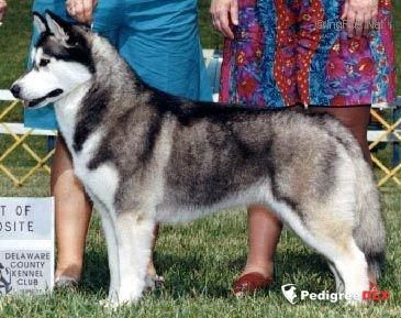Photo of Miortok-Arlington Ki’s Anore
