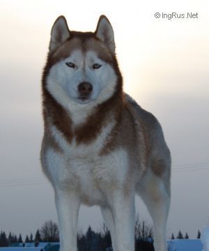 Photo of Pesnya Severa Gerda