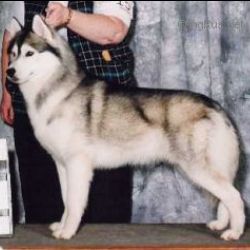 Photo of Aatukwoods Without Limits