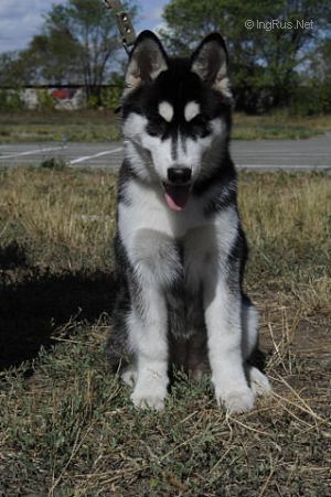 Photo of Arctic Magic Irresistible Orinoco