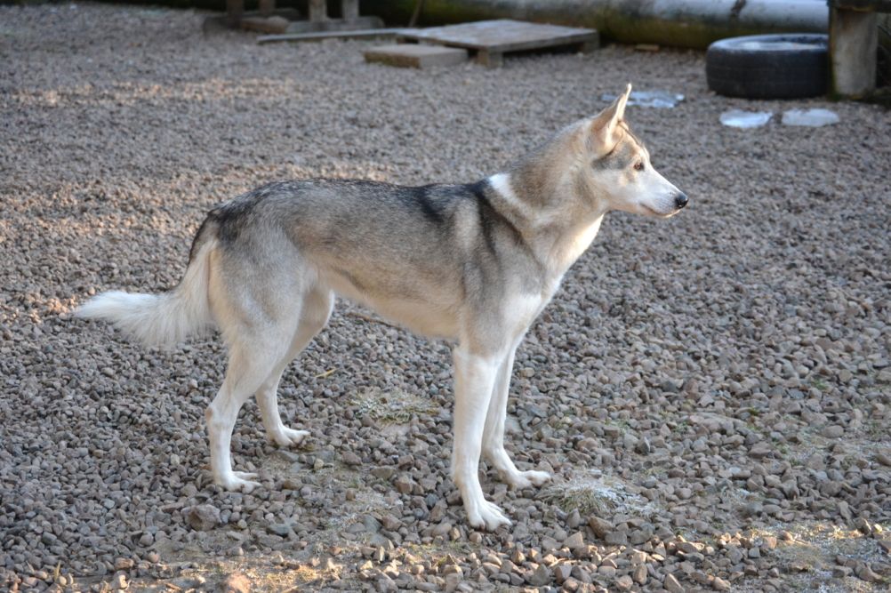 Photo of Fenrisulven Helga