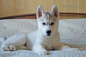 Photo of Zheskar S Goluboy Zvezdy