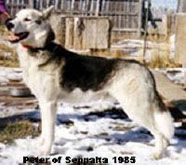 Photo of Peter Of Sepp-Alta