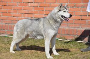 Photo of Arctic Magic Covergirl