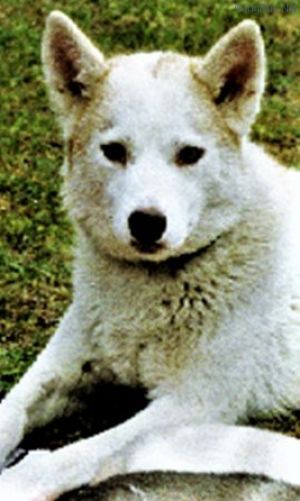 Photo of Forstal’s Ylyscha
