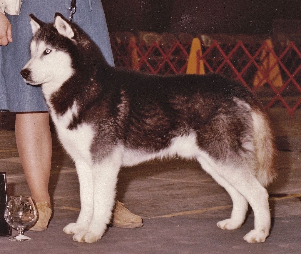 Photo of Talocon’s Corsair Of Stonelee