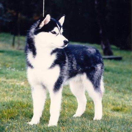 Photo of Oreo del Karraces