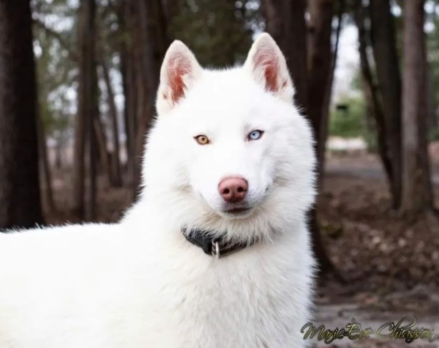 Photo of Arcticsun’s Blizzard Blew Bi