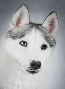 Photo of Husky Haven Milky Way Star