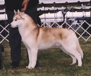 Photo of Huskavarna’s Forget Paris