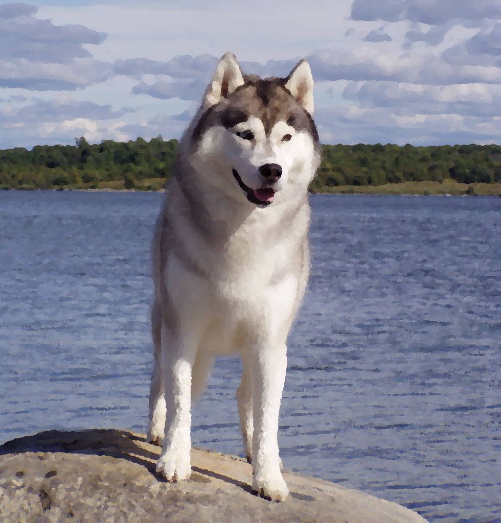 Photo of Stoli’s Windwalker
