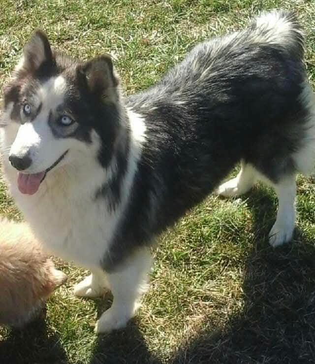 Photo of Hughes Precious "Pandora"