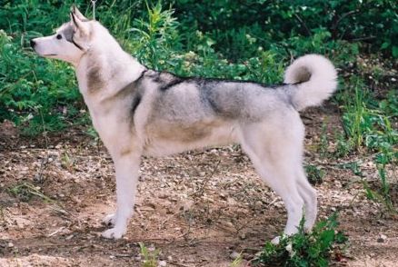 Photo of NorthWapiti’s Sprite
