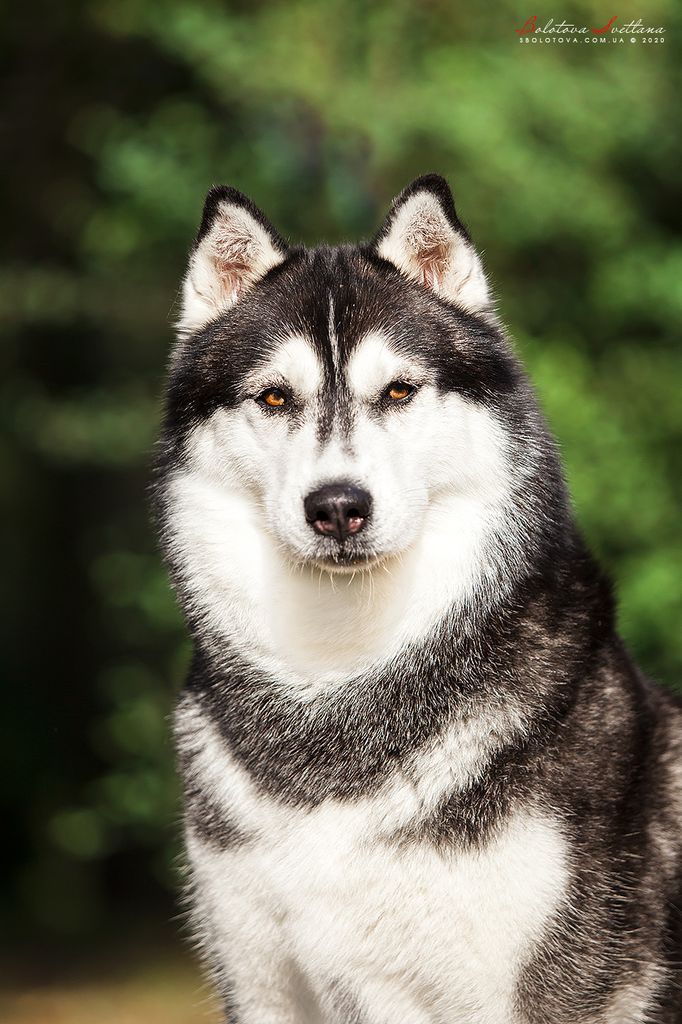 Photo of Siberian Miracle Jill Loveliness