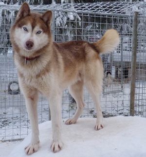 Photo of Indian Tribe Husky’s Chocone