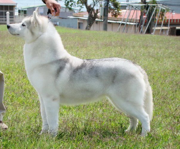 Photo of Sibirland’s Afrodita