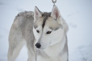 Photo of Hasky Haven Anny Susan