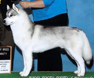 Photo of Karnovanda’s Aizik Wolf