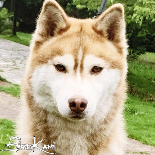 Photo of Gucci del Sirokami